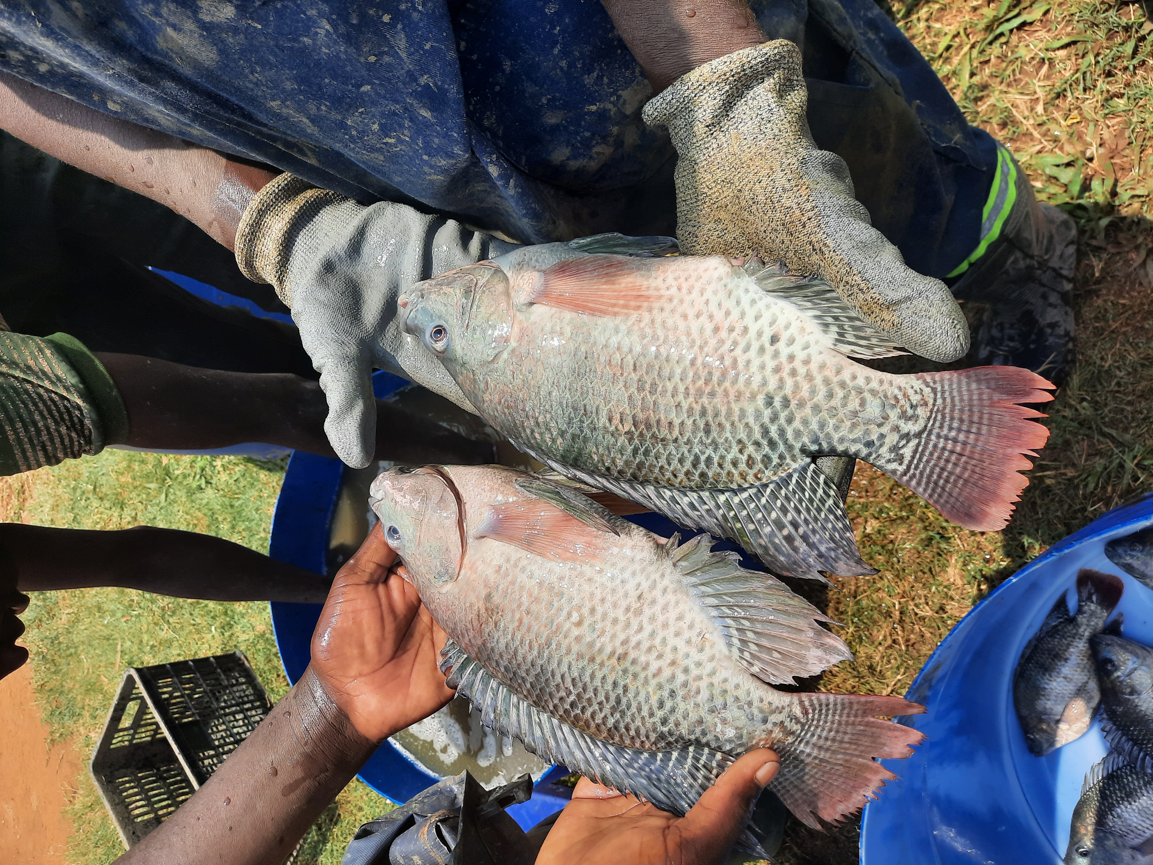 On-farm session with trainees at HappyFish Farmers.